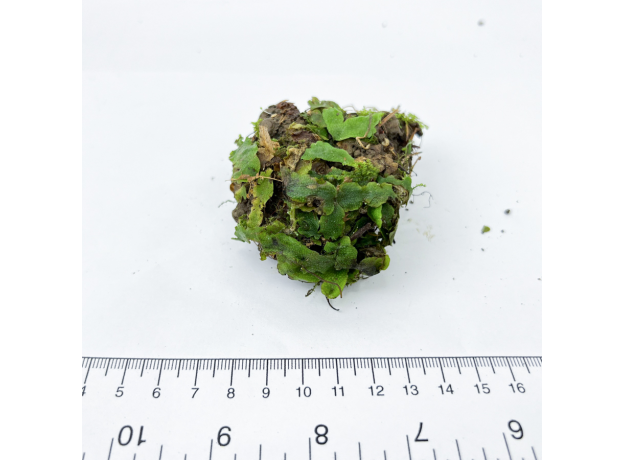 Мох (Marchantia Polymorpha)