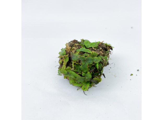 Мох (Marchantia Polymorpha)