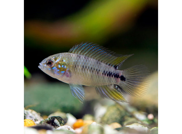 Апистограмма борелли (Apistogramma borellii)