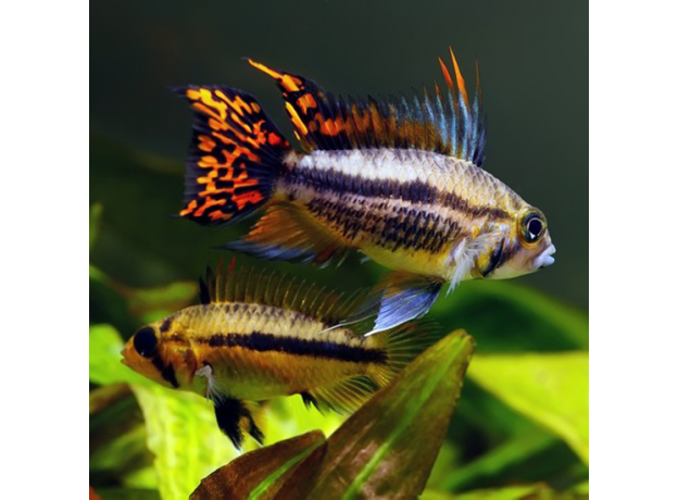 Апистограмма какаду (Apistogramma cacatuoides)