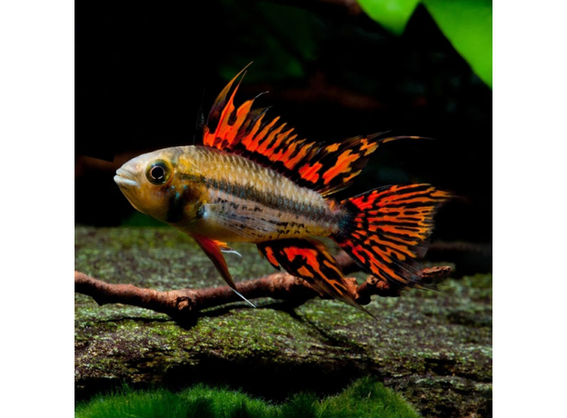 Апистограмма какаду Двойная Красная (Apistogramma cacatuoides)