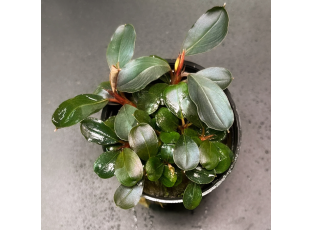 Буцефаландра Батанг Кава (в горшке) (Bucephalandra sp. Batang kawa)