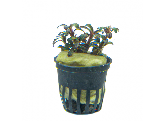 Буцефаландра Брауни Пурпур (в горшке) (Bucephalandra sp. Brownie Purple)