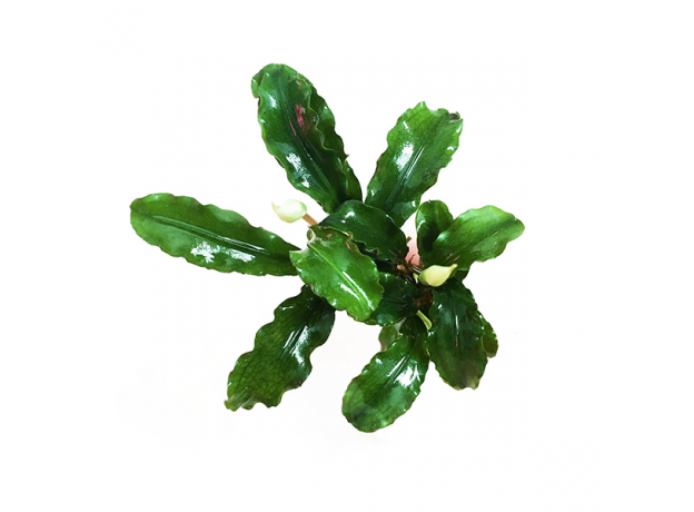 Буцефаландра Зеленая Волна (ветка) (Bucephalandra green wavy)