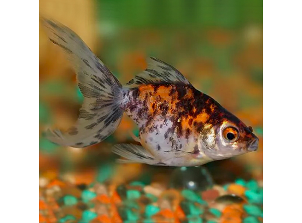 Золотая рыбка Веерохвост ситцевый S (Carassius auratus auratus)