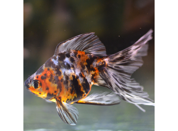 Золотая рыбка Веерохвост ситцевый S (Carassius auratus auratus)