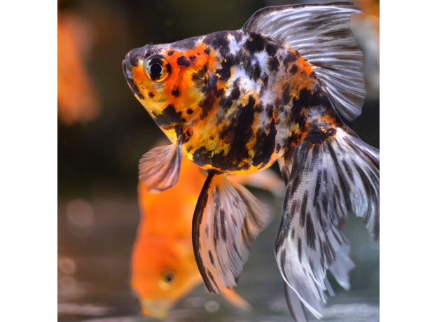 Золотая рыбка Веерохвост ситцевый S (Carassius auratus auratus)