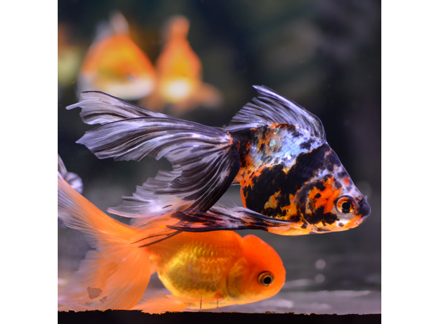 Золотая рыбка Веерохвост ситцевый S (Carassius auratus auratus)