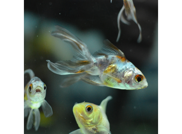 Золотая рыбка Веерохвост ситцевый S (Carassius auratus auratus)