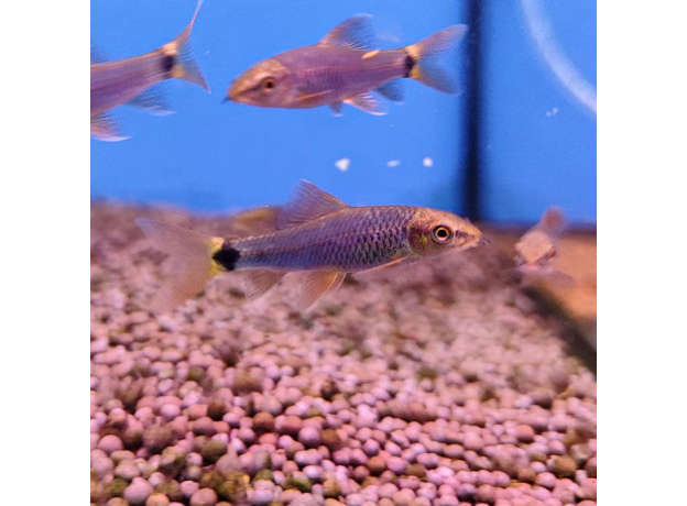 Водорослеед сетчатый "Бородоед" GLO синий (Crossocheilus reticulatus)