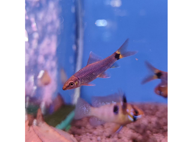 Водорослеед сетчатый "Бородоед" GLO синий (Crossocheilus reticulatus)