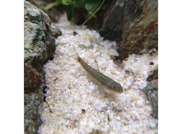 Водорослеед сетчатый "Бородоед" (Crossocheilus reticulatus)