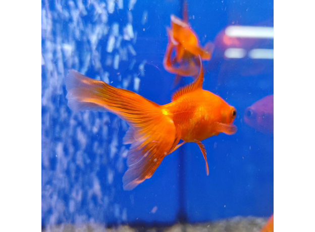 Золотая рыбка Веерохвост красный ML (Carassius auratus auratus)