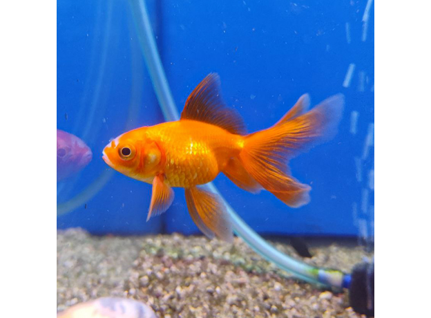 Золотая рыбка Веерохвост красный ML (Carassius auratus auratus)