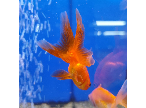 Золотая рыбка Веерохвост красный ML (Carassius auratus auratus)