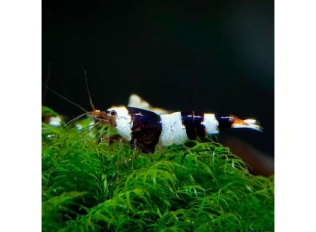 Креветка Черный кристалл (Caridina cf.cantonensis)