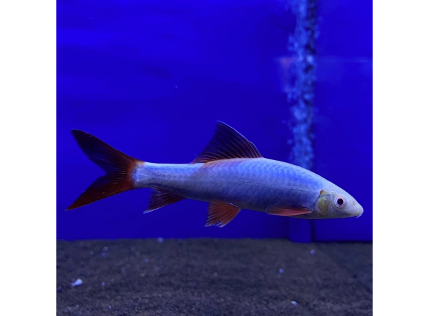 Лабео GLO синий (S) (Epalzeorhynchos frenatum var.)