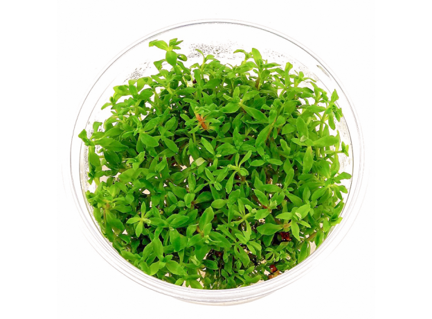 Лимнофила вьетнамская (меристема) (Limnophila sp. "Vietnam")