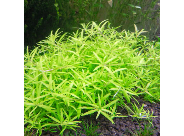Лимнофила вьетнамская (меристема) (Limnophila sp. "Vietnam")