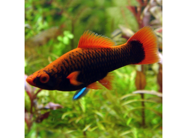 Меченосец черный красноплавничный (Xiphophorus helleri)