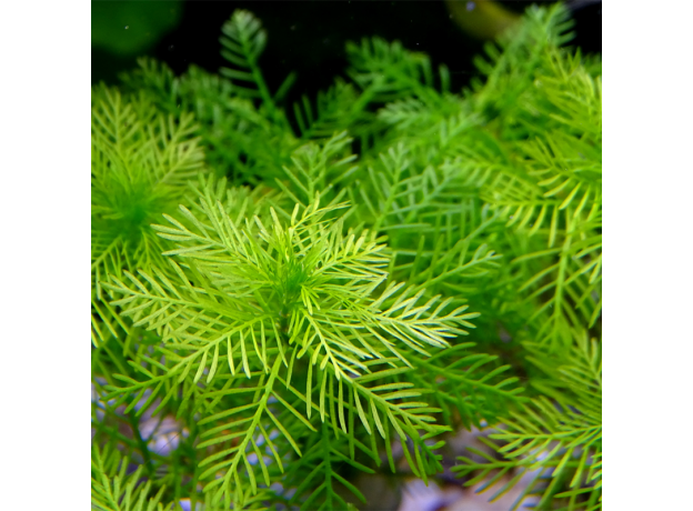 Перистолистник матогросский зеленый (с грузом) (Myriophyllum mattogrossense)