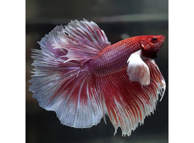 Петушок Супердельта Слоновье Ухо (самец) (Betta splendens)