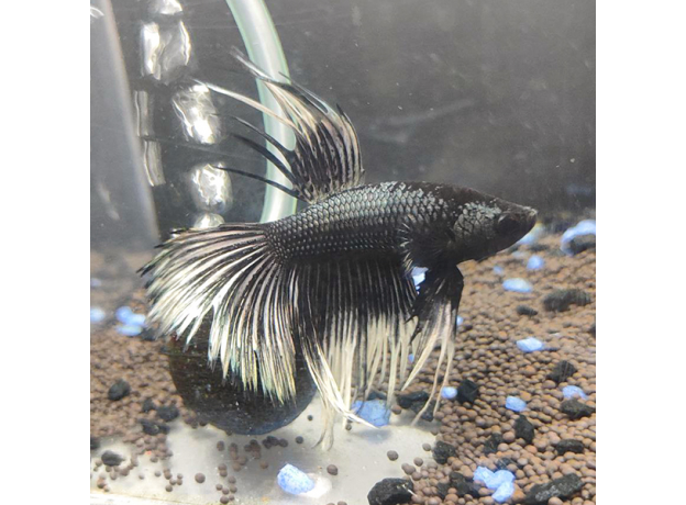 Петушок коронохвостый черный белохвостый (самец) (Betta splendens)