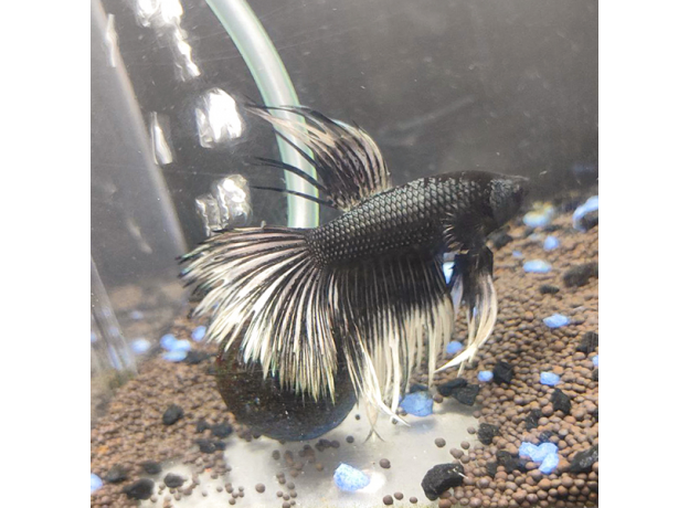 Петушок коронохвостый черный белохвостый (самец) (Betta splendens)