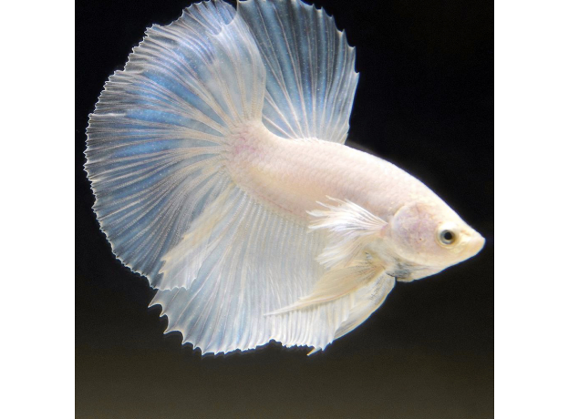 Петушок супердельта жемчужный (самец) (Betta Splendens)