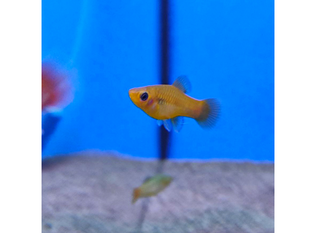 Пецилия закат радужная (Xiphophorus variatus sunset rainbow)