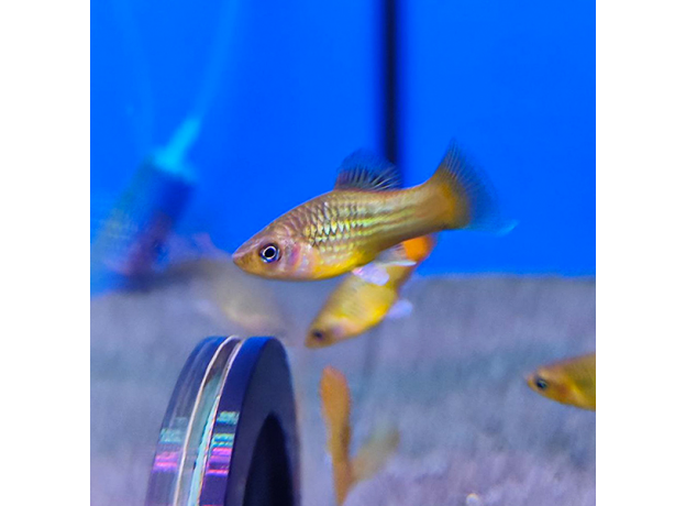 Пецилия закат радужная (Xiphophorus variatus sunset rainbow)