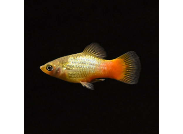 Пецилия закат радужная (Xiphophorus variatus sunset rainbow)