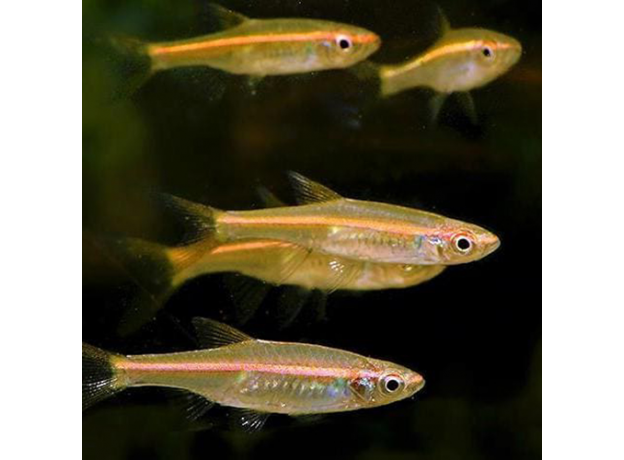 Расбора краснолинейная (Trigonopoma pauciperforatum)