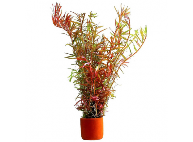 Ротала круглолистная "Апельсиновый сок" (с грузом) (Rotala rotundifolia "Orange Juice")