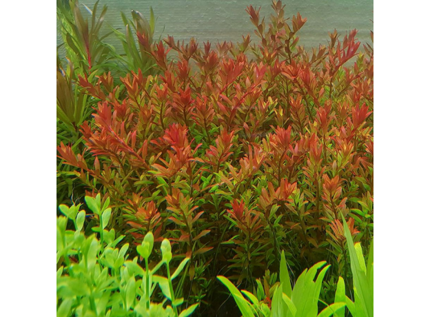 Ротала круглолистная "Апельсиновый сок" (с грузом) (Rotala rotundifolia "Orange Juice")