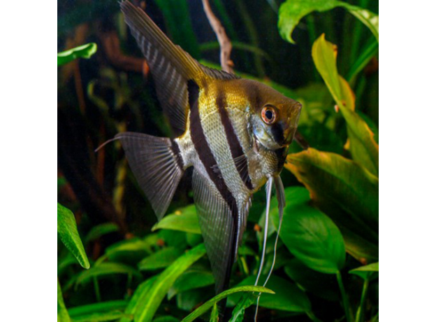 Скалярия зебра XL (Pterophyllum scalare)