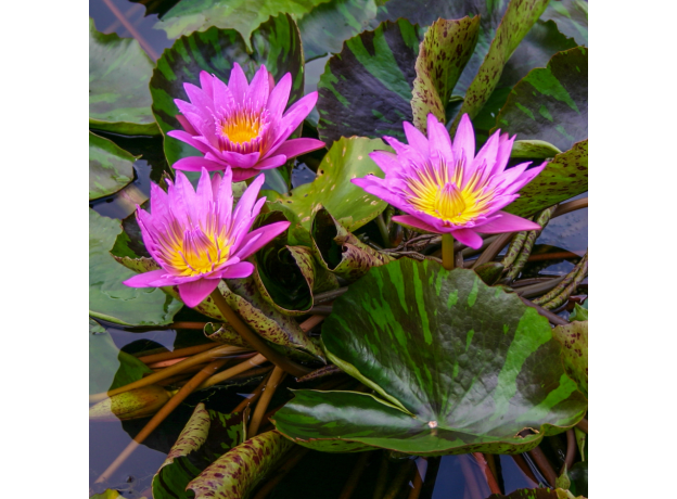 Нимфея Queen of Siam, розовый цветок (Nymphaea Queen of Siam), тропическая