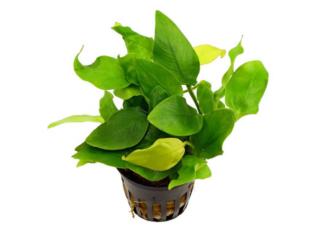 Анубиас Золотая монета (Anubias var. Golden Coin) в горшке
