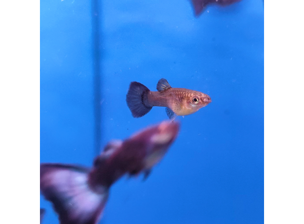 Гуппи малахитовый (самка) (Poecilia reticulata)