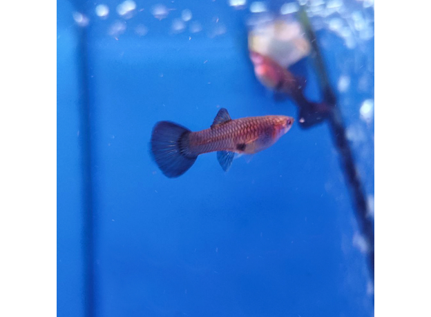 Гуппи малахитовый (самка) (Poecilia reticulata)