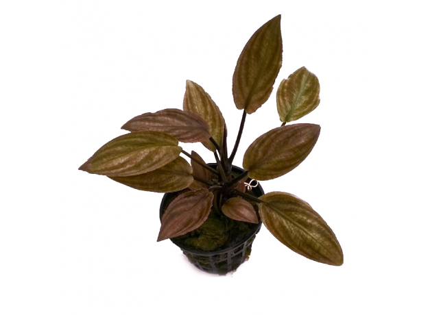 Лагенандра Меебольда Кровоточащее сердце (Lagenandra meeboldii bleeding heart) в горшке