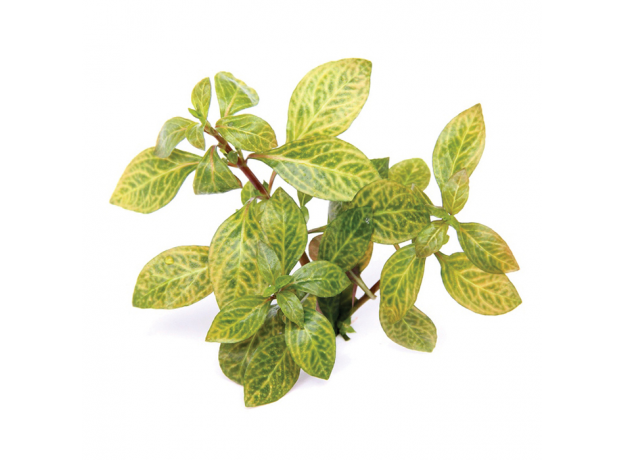 Людвигия темно-оранжевая (Ludwigia sp. Atlantis) в горшке