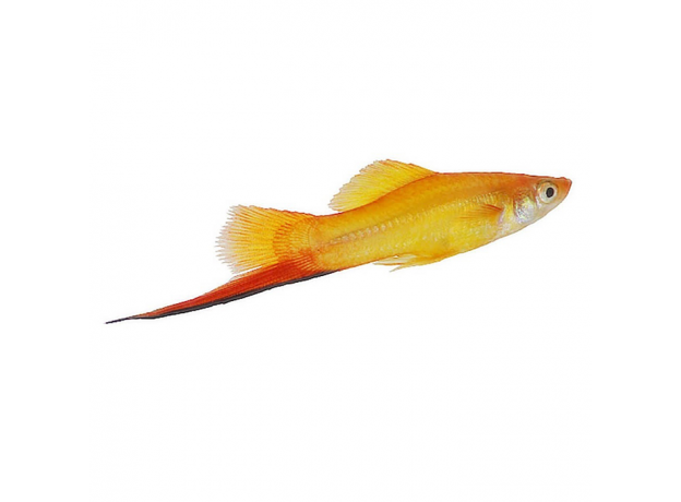 Меченосец Золотая Комета (Xiphophorus hellerii)