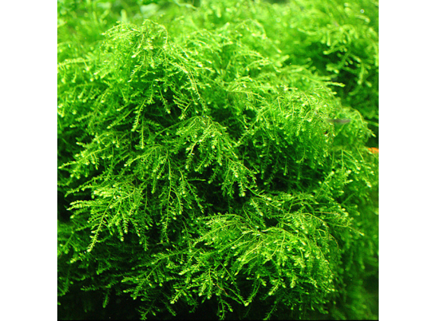 Мох Плакучий (Vesicularia ferriei 'Weeping)