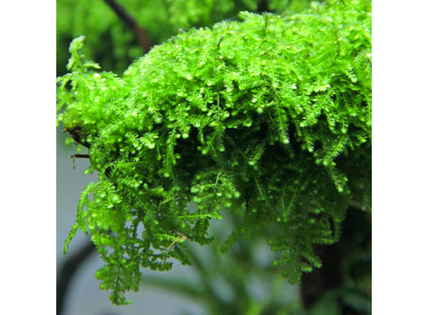 Мох Плакучий (Vesicularia ferriei 'Weeping)