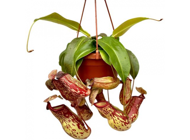 Непентес (Nepenthes Gaya)