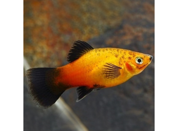 Пецилия яблочная (Xiphophorus maculatus)