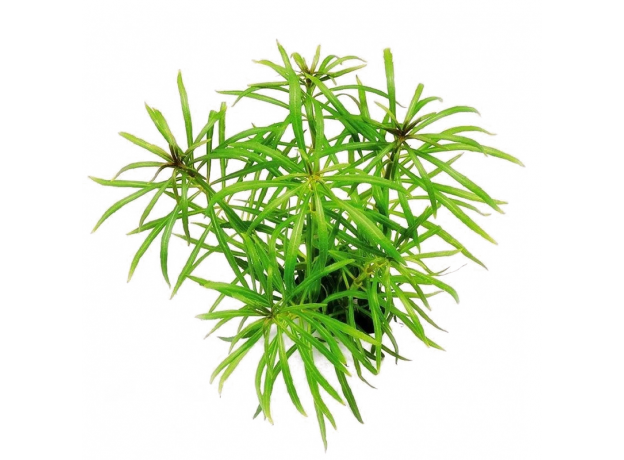 Погостемон квадрифолиус (Pogostemon quadrifolius) в горшке