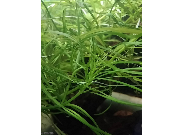 Погостемон квадрифолиус (Pogostemon quadrifolius) в горшке