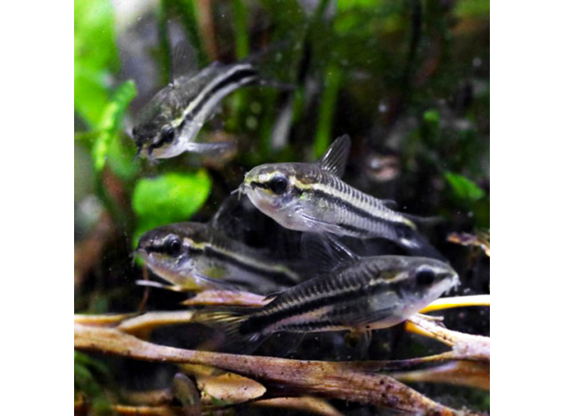 Сом Коридорас пигмей (L)